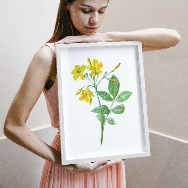 Carolina Jasmine Botanische Kunst Poster (Von Creator hochgeladen)