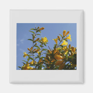 Carolina Jasmine Magnet