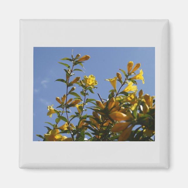 Carolina Jasmine Magnet (Vorne)