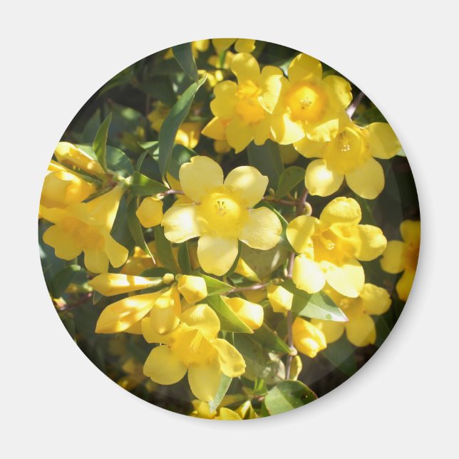 Carolina Jasmine Magnet (Devant)