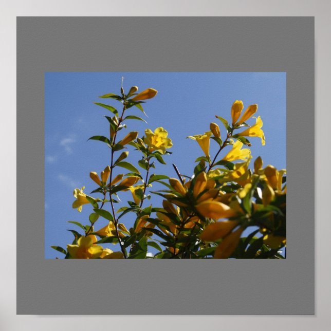 Carolina Jasmine Poster (Vorne)