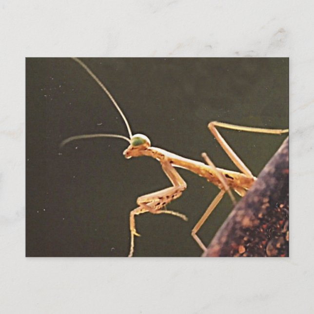 Carolina Mantis Postkarte (Vorderseite)
