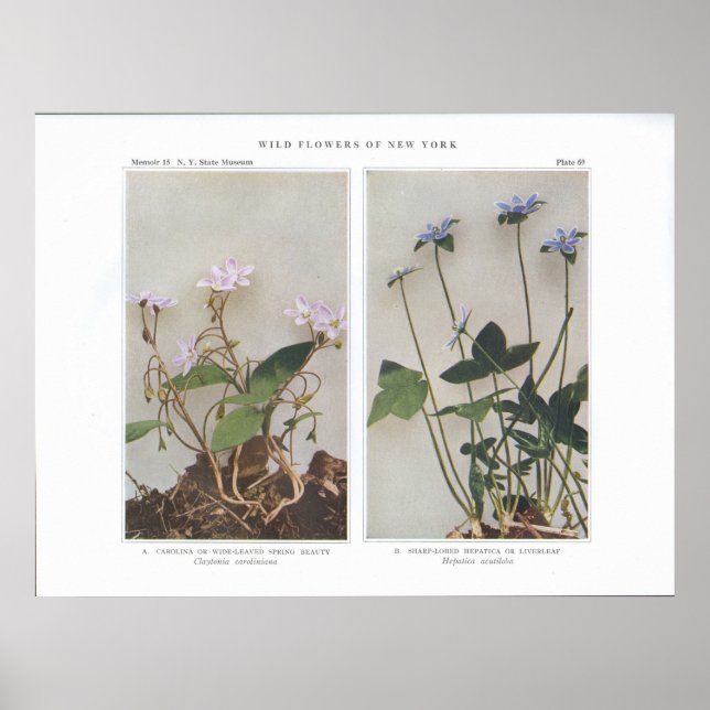 Carolina oder weitläufige Frühlingshauty Poster (Vorne)