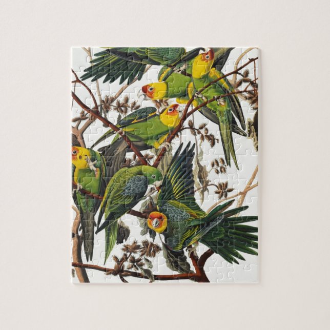 Carolina-Papagei - John James Audubon (1827-1838) (Vertikal)