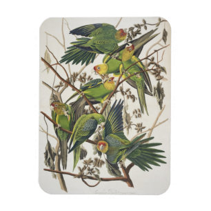 Carolina Parakeet, aus "Birds of America", 1829 Magnet