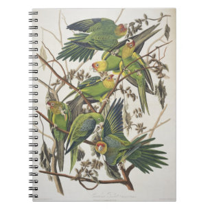 Carolina Parakeet, aus "Birds of America", 1829 Notizblock