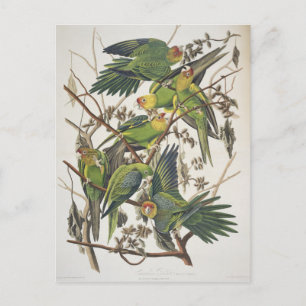 Carolina Parakeet, aus "Birds of America", 1829 Postkarte