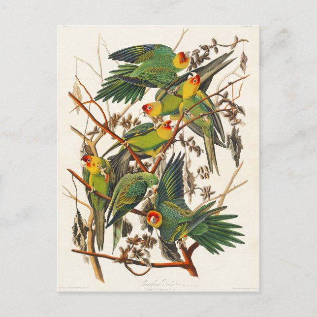 Carolina Parrot John Audubon Postkarte (Vorderseite)