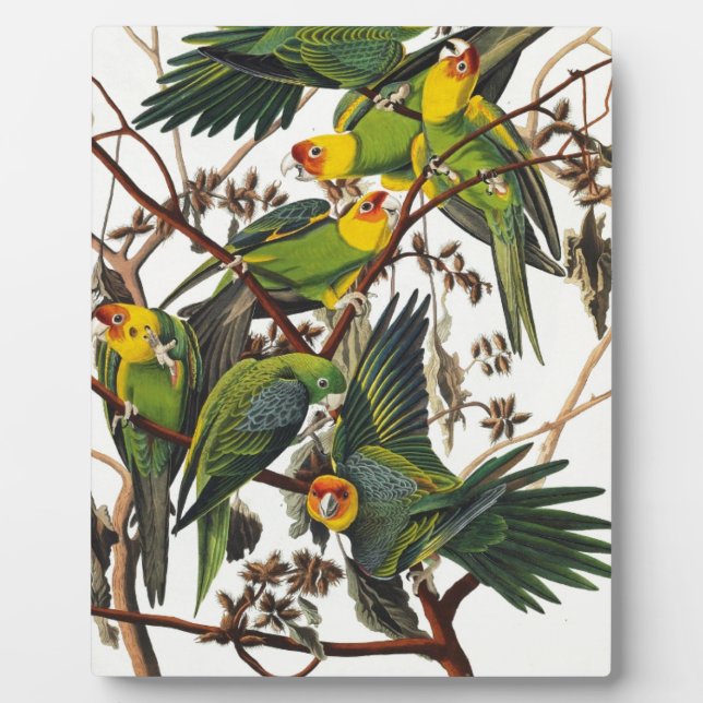 Carolina Parrot - John James Audubon (1827-1838) Fotoplatte (Vorderseite)
