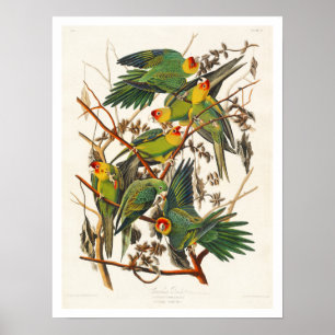 Carolina Parrot par Audubon Poster