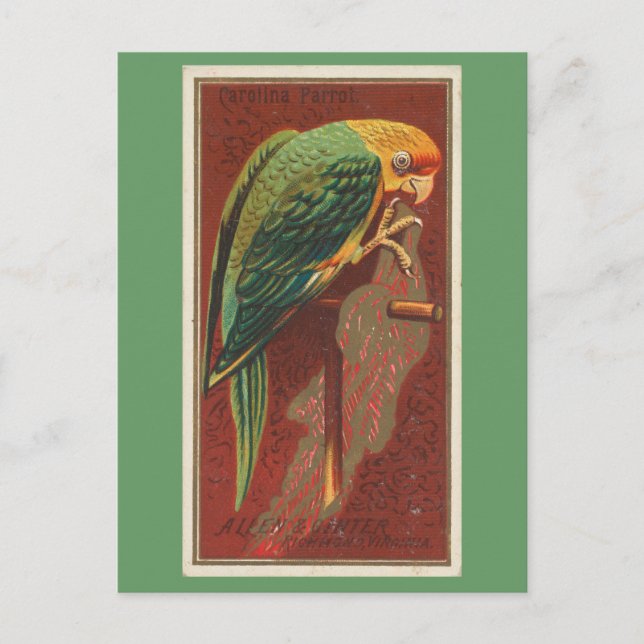 Carolina Parrot Postkarte (Vorderseite)