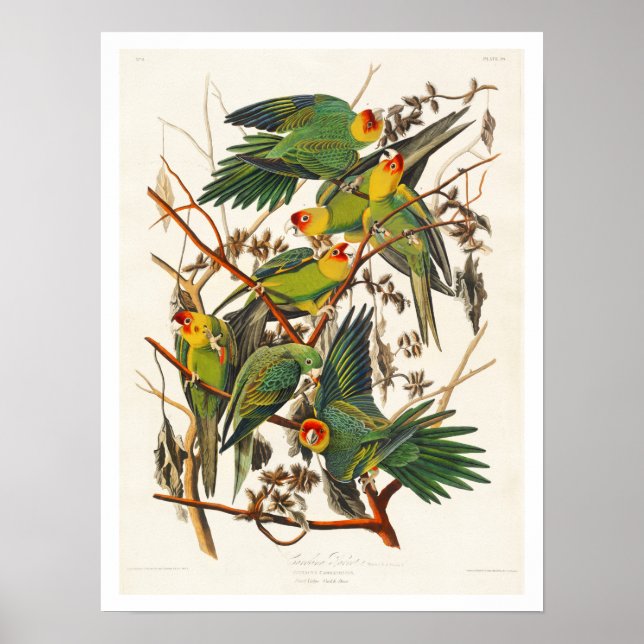 Carolina Parrot von Audubon Poster (Vorne)