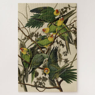 Carolina Parrot von Audubons Vögeln von Amerika