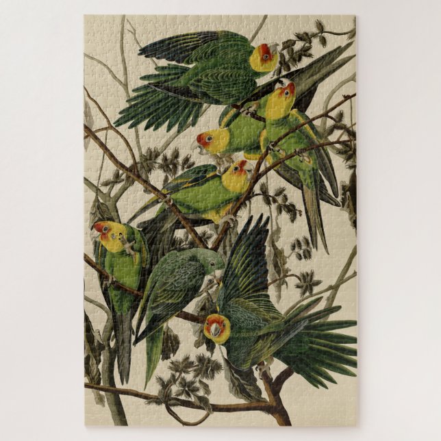 Carolina Parrot von Audubons Vögeln von Amerika (Vertikal)