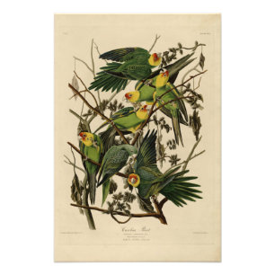 Carolina Parrot von Audubons Vögeln von Amerika Fotodruck