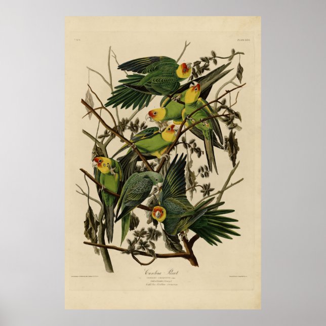 Carolina Parrot von Audubons Vögeln von Amerika Poster (Vorne)