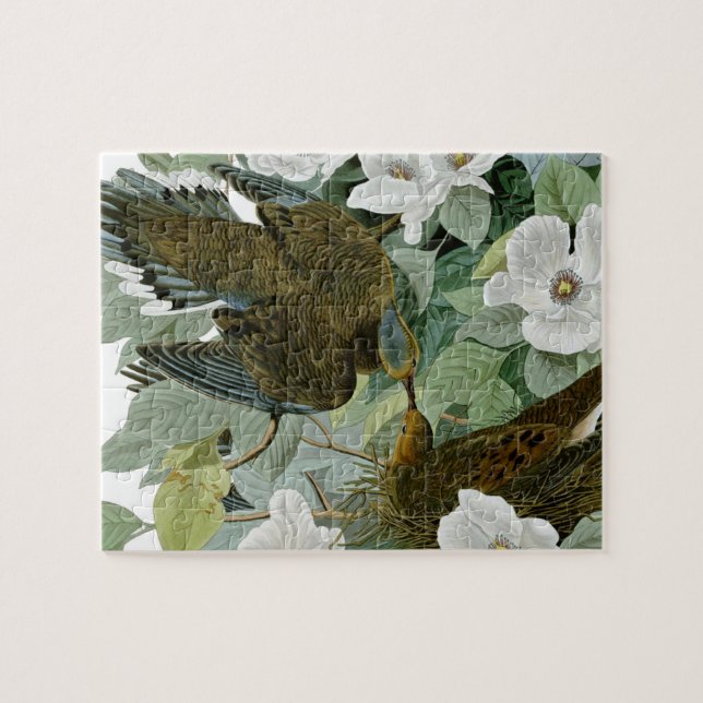 Carolina Pigeon Audubon Morning Dove (Horizontal)