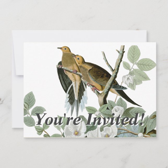 Carolina Pigeon Audubon Morning Dove Einladung (Vorderseite)