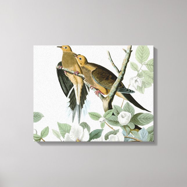 Carolina Pigeon Audubon Morning Dove Leinwanddruck (Vorderseite)