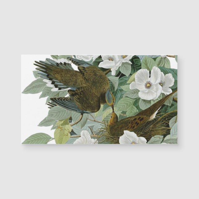 Carolina Pigeon Audubon Morning Dove Magnetkarte (Vorderseite)