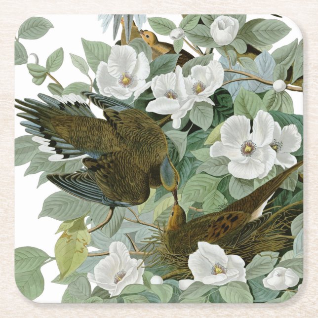 Carolina Pigeon Audubon Morning Dove Rechteckiger Pappuntersetzer (Vorderseite)