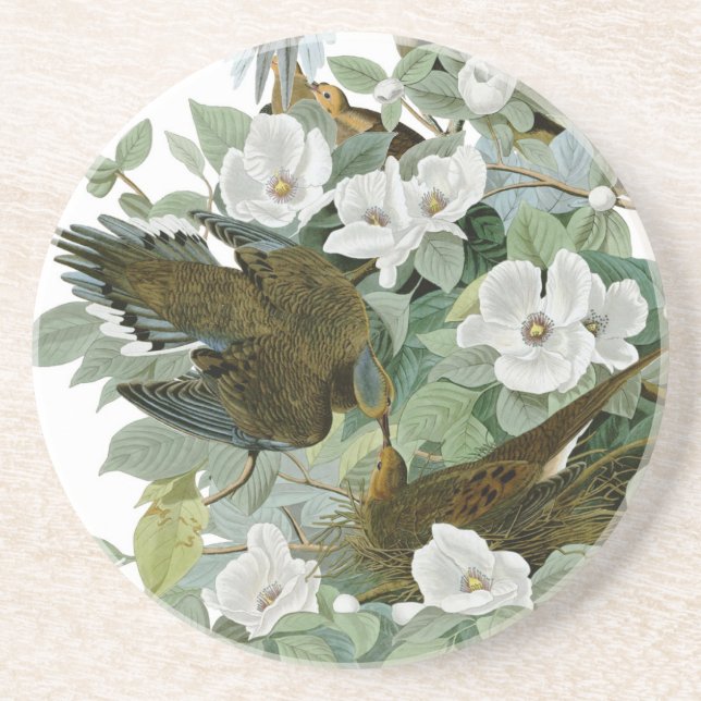 Carolina Pigeon Audubon Morning Dove Sandstein Untersetzer (Vorne)
