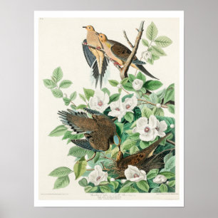 Carolina Pigeon von Audubon Poster