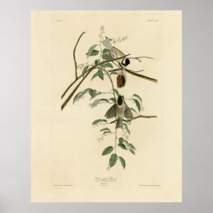 Carolina Titmouse von Audubons Vögeln von Amerika Poster