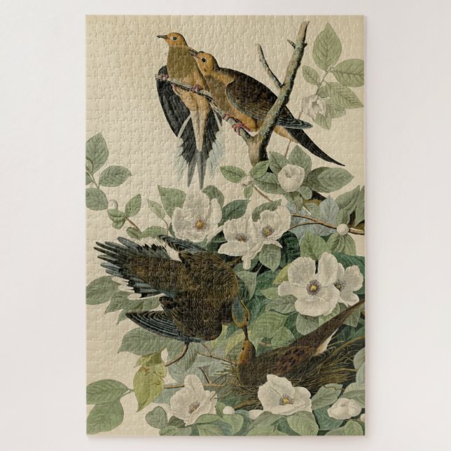 Carolina Turtle Dove Mourning Dove Audubon Vögel (Vertikal)