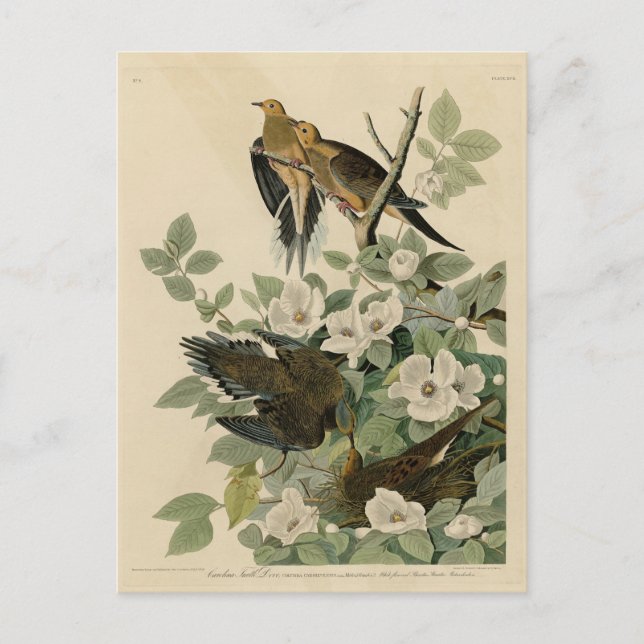 Carolina Turtle Dove Mourning Dove Audubon Vögel Postkarte (Vorderseite)