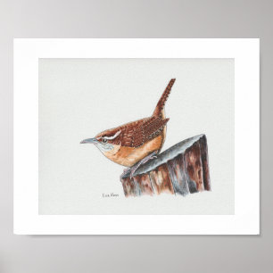 Carolina Wren Art Print Poster