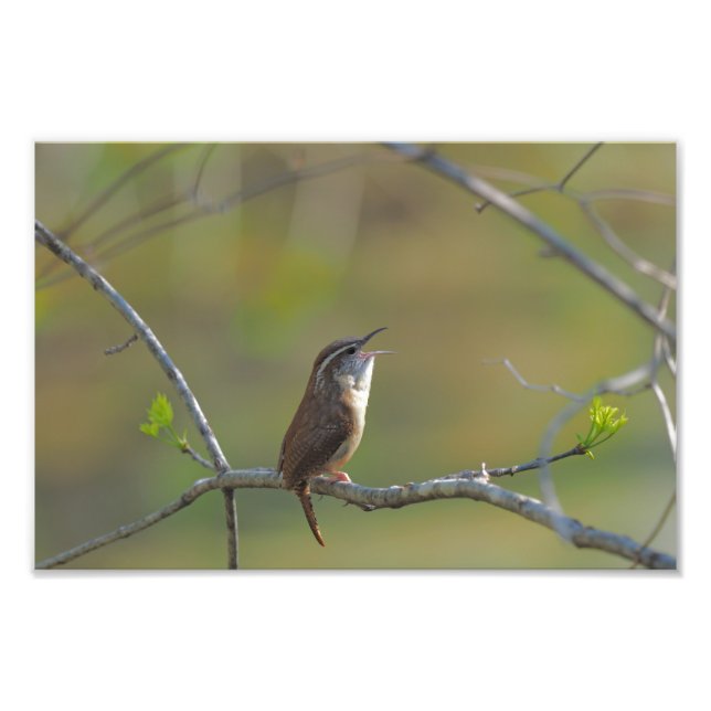 Carolina Wren Fotodruck (Vorne)