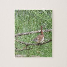 Carolina Wren in Pine Tree