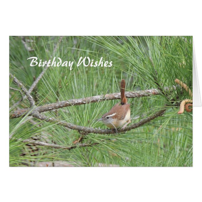 Carolina Wren in Pine Tree (Devant horizontal)