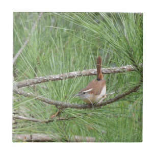 Carolina Wren in Pine Tree Fliese