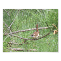 Carolina Wren in Pine Tree Foto Print