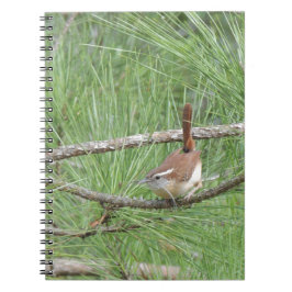 Carolina Wren in Pine Tree Notizblock