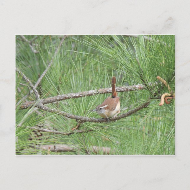 Carolina Wren in Pine Tree Postkarte (Vorderseite)