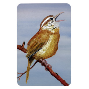 Carolina Wren Magnet