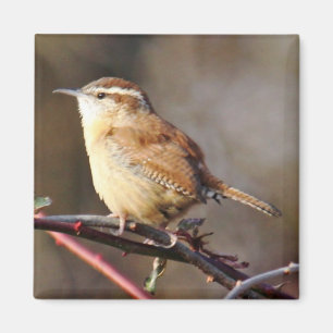 Carolina Wren Magnet