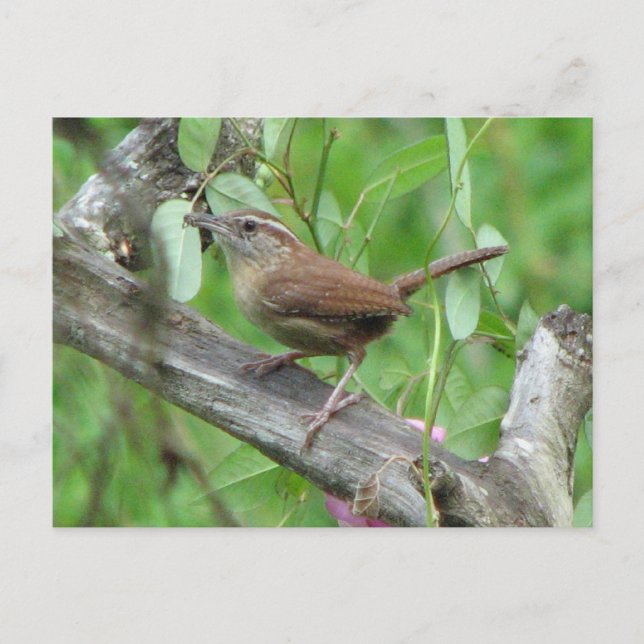 Carolina Wren Postcard Postkarte (Vorderseite)