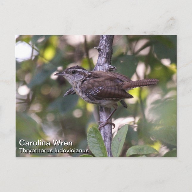 Carolina Wren Postkarte (Vorderseite)