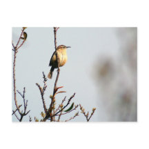Carolina Wren