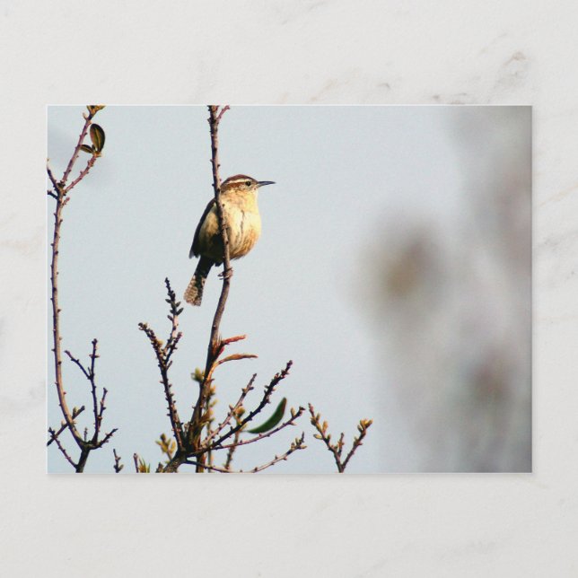 Carolina Wren Postkarte (Vorderseite)
