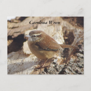 Carolina Wren Postkarte