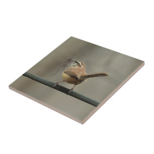 Carolina Wren Songbird Tile Fliese
