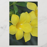 Carolina Yellow Jessamin