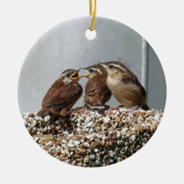 Carolina-Zaunkönig Keramikornament (Vorne)