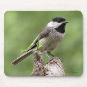 CarolinaChickadee Mousepad