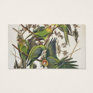 CarolinaParakeet, "von den Vögeln von Amerika",